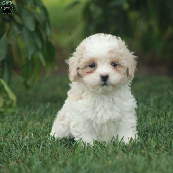 Cassie, Toy Poodle Mix Puppy