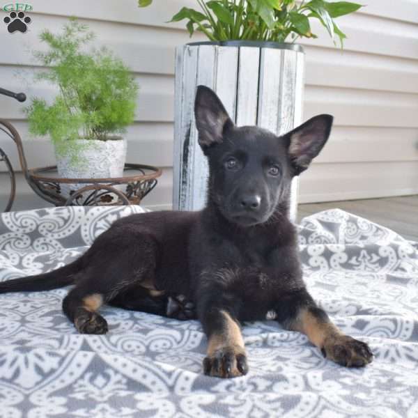 Catalina, German Shepherd Puppy
