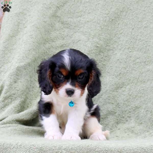 Cayde, Cavalier King Charles Spaniel Puppy