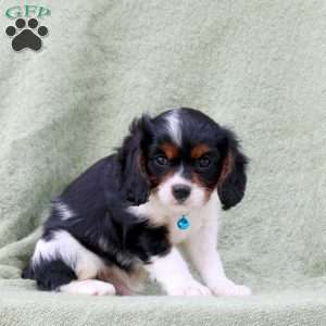 Cayde, Cavalier King Charles Spaniel Puppy