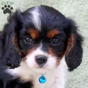 Cayde, Cavalier King Charles Spaniel Puppy
