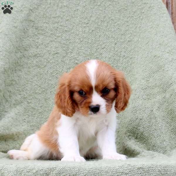 Cayla, Cavalier King Charles Spaniel Puppy