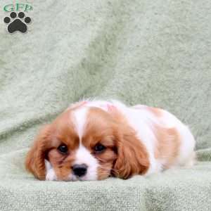 Cayla, Cavalier King Charles Spaniel Puppy