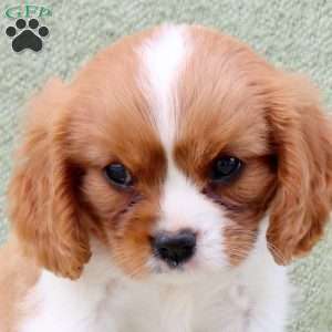 Cayla, Cavalier King Charles Spaniel Puppy