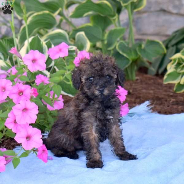 Cedar, Toy Poodle Puppy