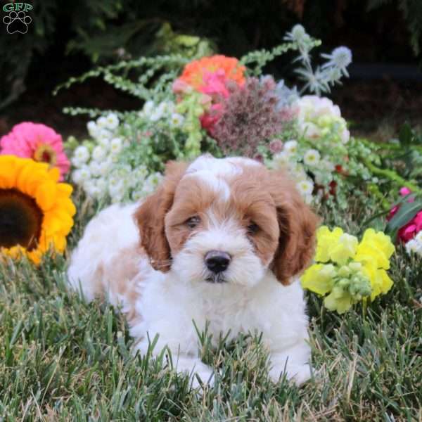 Cedar, Cavapoo Puppy