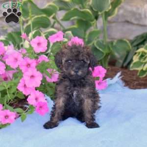 Cedar, Toy Poodle Puppy