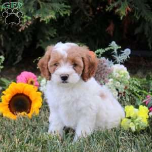 Cedar, Cavapoo Puppy