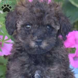 Cedar, Toy Poodle Puppy