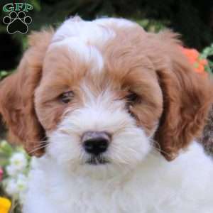 Cedar, Cavapoo Puppy