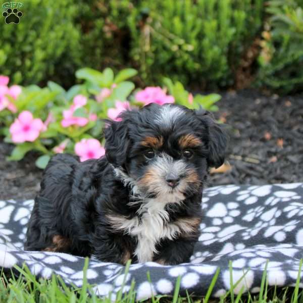Celine, Havanese Puppy