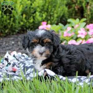 Celine, Havanese Puppy