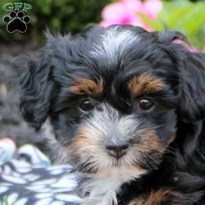 Celine, Havanese Puppy