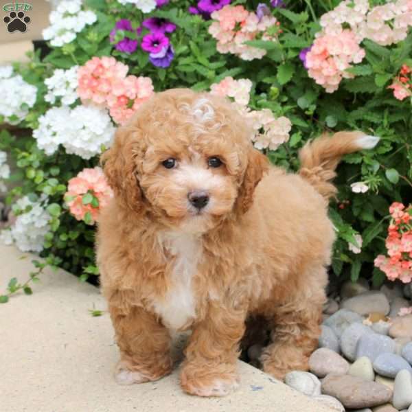 Champ, Bich-Poo Puppy