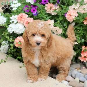 Champ, Bich-Poo Puppy