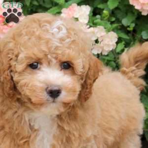 Champ, Bich-Poo Puppy