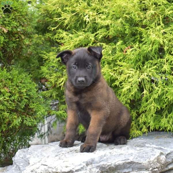 Chance, Belgian Malinois Puppy