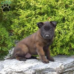 Chance, Belgian Malinois Puppy