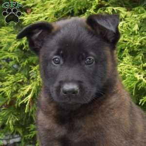 Chance, Belgian Malinois Puppy