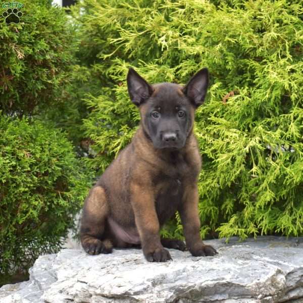 Charger, Belgian Malinois Puppy