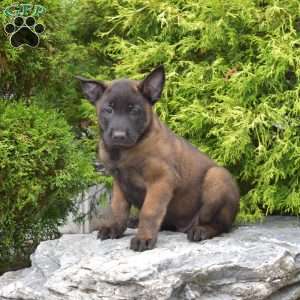 Charger, Belgian Malinois Puppy