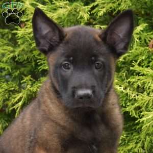 Charger, Belgian Malinois Puppy