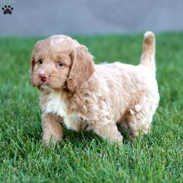 Charity, Cockapoo Puppy