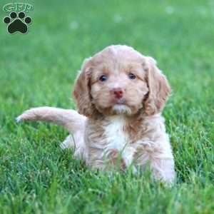 Charity, Cockapoo Puppy