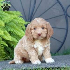 Charity, Cockapoo Puppy