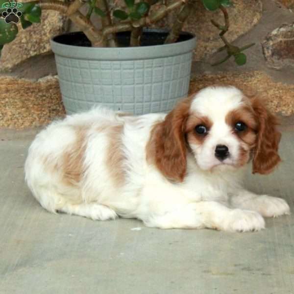 Charlie, Cavalier King Charles Spaniel Puppy