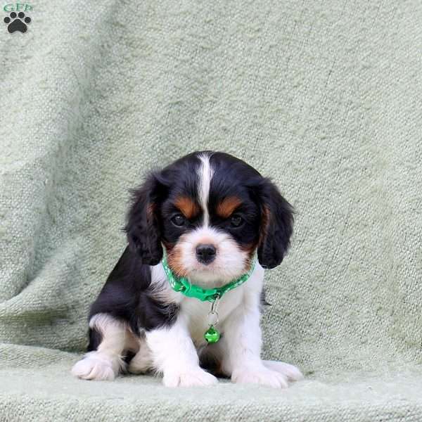Charlie, Cavalier King Charles Spaniel Puppy