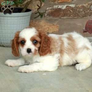 Charlie, Cavalier King Charles Spaniel Puppy