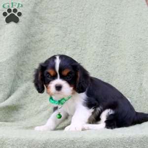 Charlie, Cavalier King Charles Spaniel Puppy