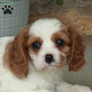 Charlie, Cavalier King Charles Spaniel Puppy