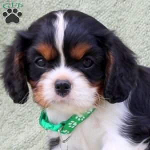 Charlie, Cavalier King Charles Spaniel Puppy