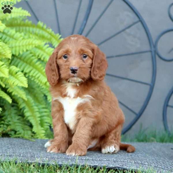 Charlie, Cockapoo Puppy