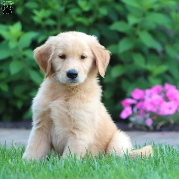 Charlie, Golden Retriever Puppy