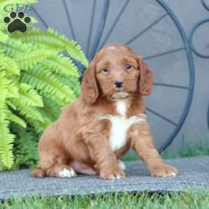 Charlie, Cockapoo Puppy