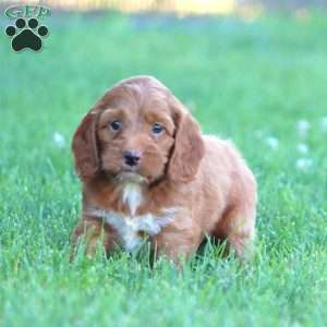 Charlie, Cockapoo Puppy
