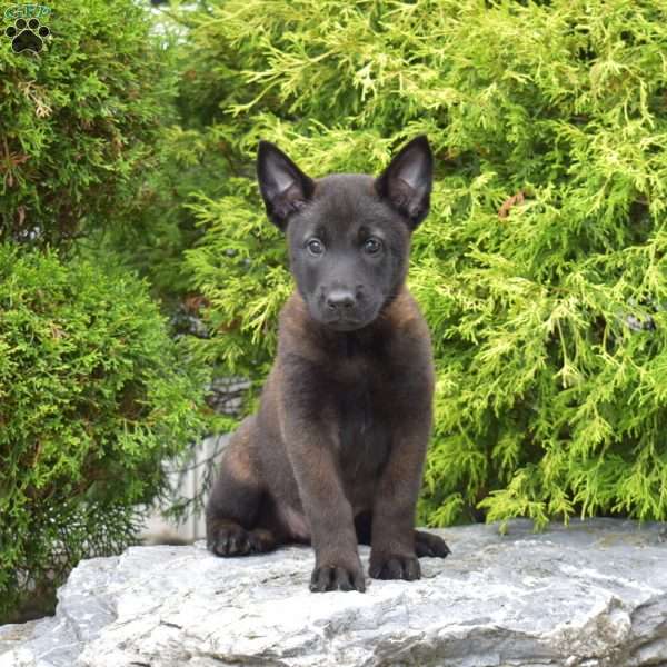 Charlotte, Belgian Malinois Puppy