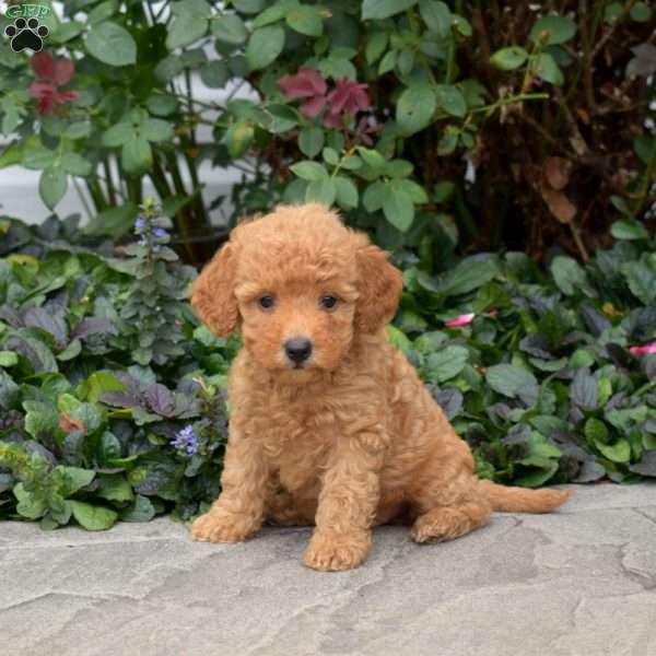 Charlotte, Mini Goldendoodle Puppy