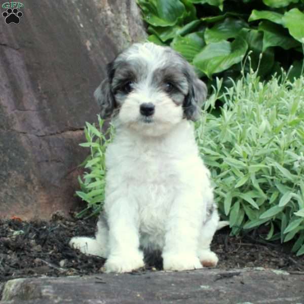 Charlotte, Cavapoo Puppy