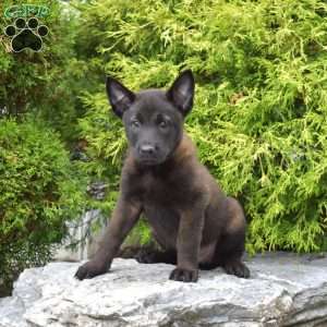 Charlotte, Belgian Malinois Puppy