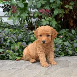 Charlotte, Mini Goldendoodle Puppy