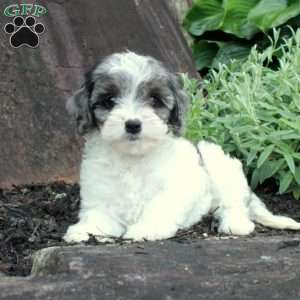 Charlotte, Cavapoo Puppy