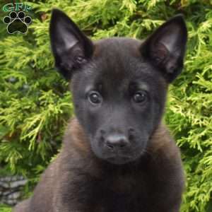Charlotte, Belgian Malinois Puppy