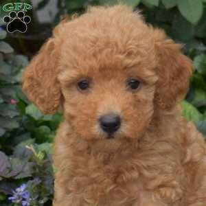 Charlotte, Mini Goldendoodle Puppy