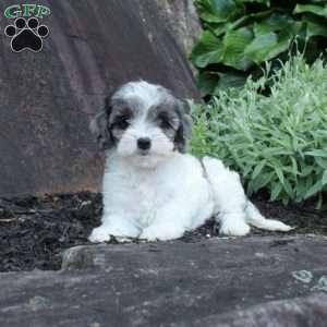 Charlotte, Cavapoo Puppy