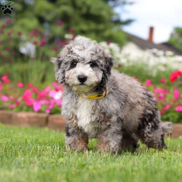 Chase, Mini Bernedoodle Puppy
