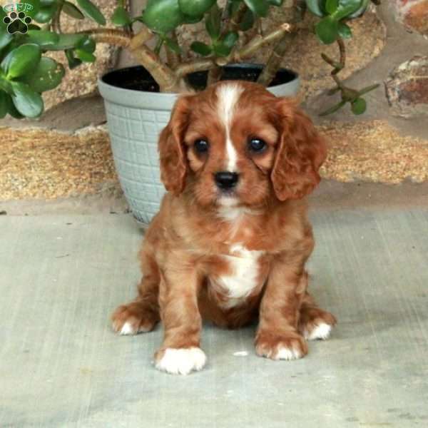 Cheddar, Cavalier King Charles Spaniel Puppy